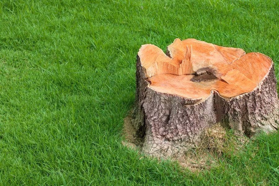 Ground stump and fresh chips in a Portland, TN yard